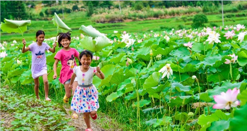 1607672810709051547.jpg 宗儒村荷花盛開.jpg